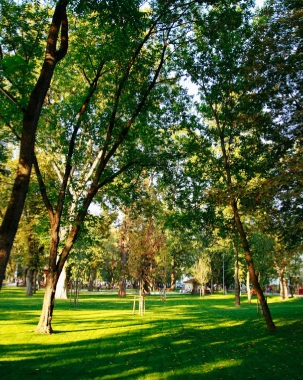 Mircea Crăciun, Eco Garden Construct, despre înlocuirea unor arbori la Cluj: Aducem specii care eliberează cu până la 65% mai mult oxigen și sunt estetic mai valoroși